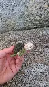 Tuto porte-clé tortue